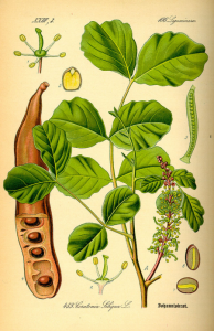 The Carob, diamond carat weight old technique 